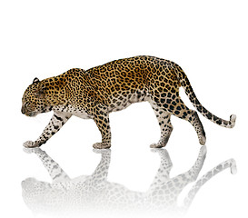 Image showing  Leopard 