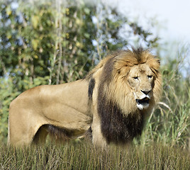 Image showing Lion