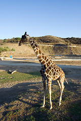 Image showing solitary giraffe