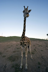 Image showing solitary giraffe