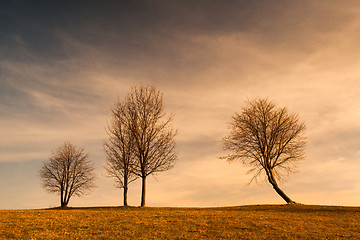 Image showing Lonely tree on the hill 