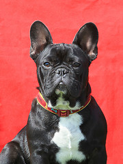 Image showing The portrait of French Bulldog