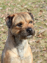 Image showing The typical Border Terrier 