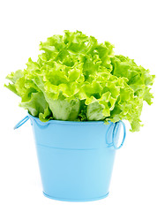 Image showing Lettuce in Blue Pot
