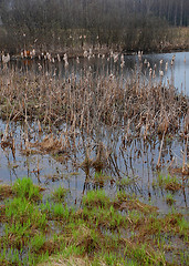 Image showing Early Spring Flood