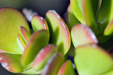 Image showing Cactus macro