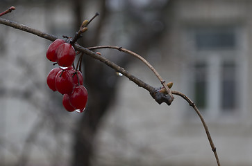 Image showing Guelder-rose at the window