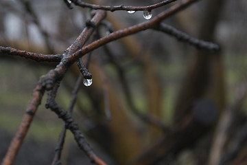 Image showing Drops on the branches
