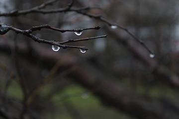 Image showing Drops on the branches