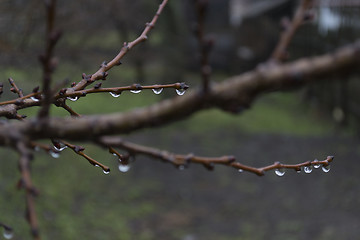 Image showing Drops on the branches