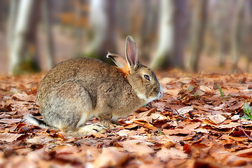 Image showing cute rabbit in the forest