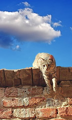 Image showing lazy cat on a roof