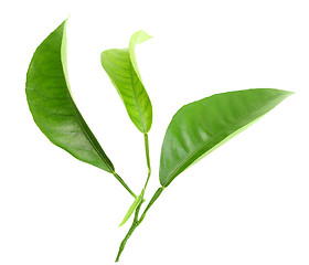 Image showing Three green leaf of citrus-tree