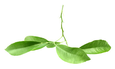 Image showing Green branch of citrus-tree