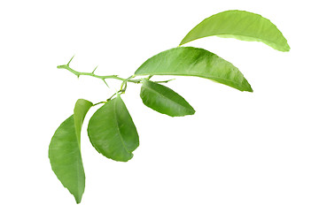 Image showing Citrus-tree branch with thorns