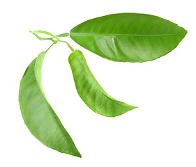 Image showing Green leaf of citrus-tree