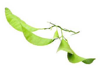 Image showing Green branch of citrus-tree