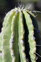 Image showing Cactus macro