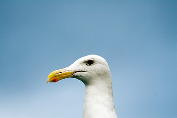 Image showing Close up of a seagull
