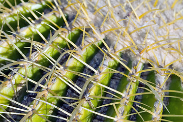 Image showing Cactus macro