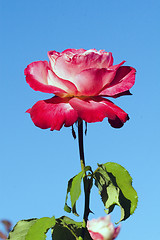 Image showing Closeup of a rose