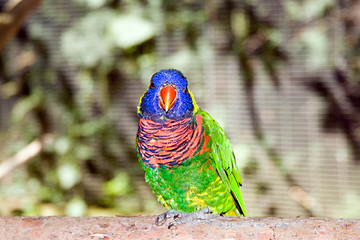 Image showing Australian Rainbow Lorikeet