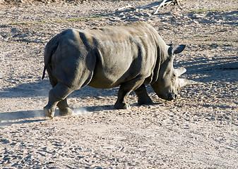 Image showing White rhinoceros