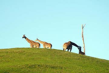 Image showing Group of giraffes