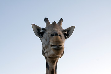 Image showing Giraffe Close-up