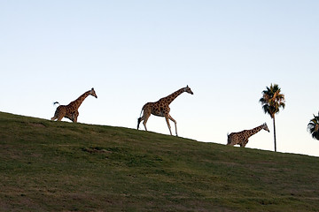 Image showing Giraffe family