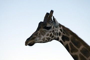 Image showing Giraffe Close-up