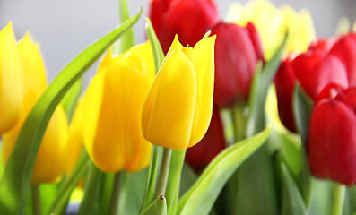 Image showing Vivid tulips