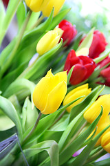 Image showing Tulips