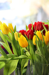 Image showing Tulips 