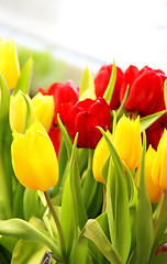 Image showing Tulips