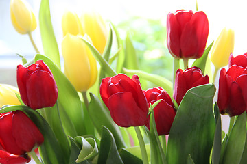 Image showing Tulips 