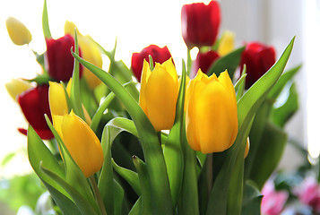 Image showing Tulips