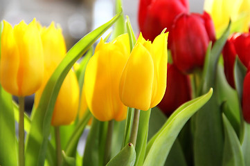 Image showing Tulips