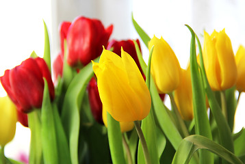 Image showing Tulips