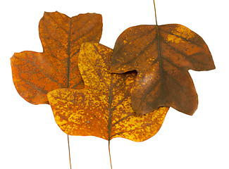 Image showing three autumn tuliptree leaves next to each other  