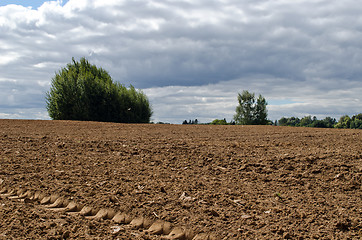 Image showing plowed agriculture field trees growing soil 