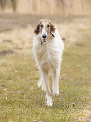 Image showing Large white dog running