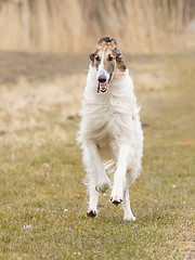 Image showing Large white dog running