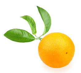 Image showing Orange and branch