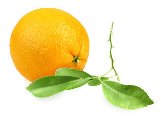 Image showing Orange and branch with green leaf