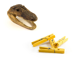 Image showing A close up image of a preserved baby alligator head - a common trinket, Yellow Clothes pin on the white background