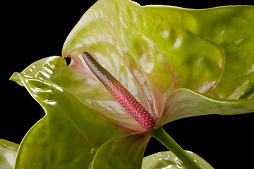 Image showing Flowers