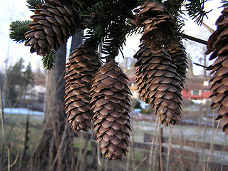 Image showing pinecones