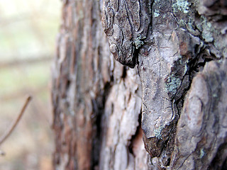 Image showing pinebark