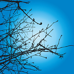 Image showing Tree Branches